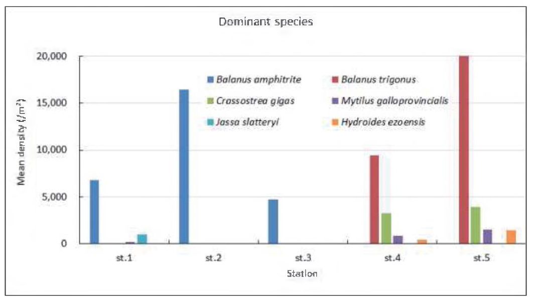 Distribution of dominant species of fouling macrozoobenthos on the R/V EARDO