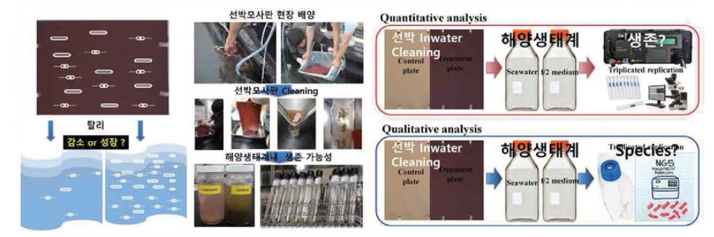 Experimental methods of investigation of microalage on artificial ship surface plate and viability test