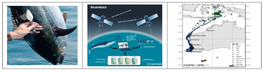 PSAT의 원리(NOAA Fisheries) 및 흰수염고래 이동추적 결과(Double et al., 2014)