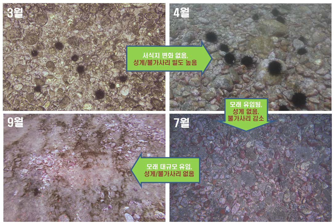 독도 서도 혹돔굴 앞 수심 20m 성게 대규모 번식 해역에 임시 설치된 방형구의 서식지의 변화