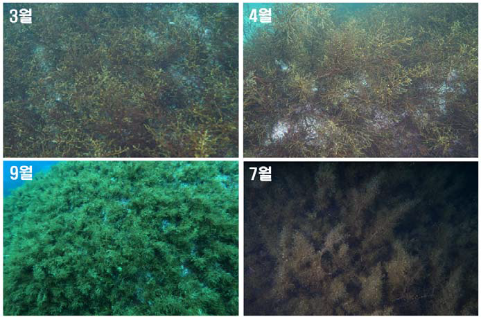 해녀바위 하단 바위 표면에 밀생하는 갈래잎모자반 (Sargassum pinnatifidum) 군락의 월별 성장 상태