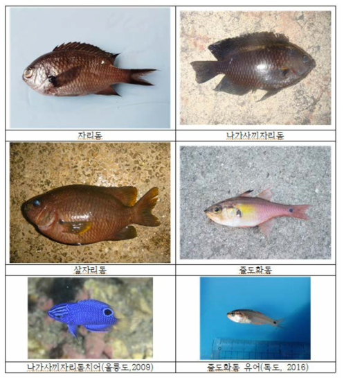 독도, 일본 오끼섬, 제주도에 출현하는 주요 어종들