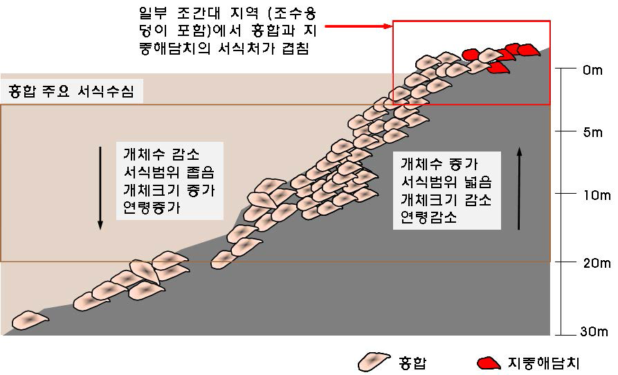 울릉도 연안 홍합 및 지중해담치 수심별 분포