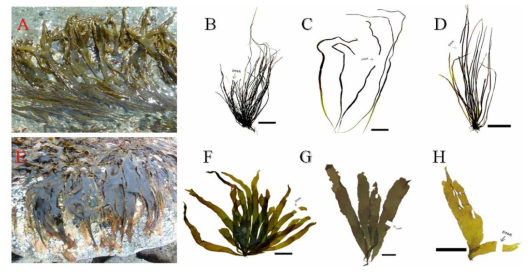A: 고리매의 생육모습, 내수전, B: 고리매 형태(은닉종 2), C & D: 고리매의 형태(은닉종 1). E: 개미역쇠의 생육 모습, 내수전, F: 개미역쇠의 형태, G & H: 미역쇠의 형태