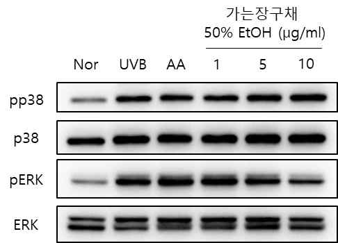 세포내신호전달 단백질인 Erk의 활성화에 미치는 가는장구채의 활성 기전 연구