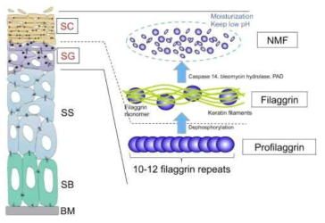 피부장벽과 필라그린