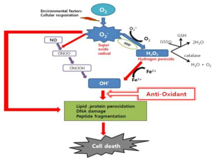 antioxidant pathway