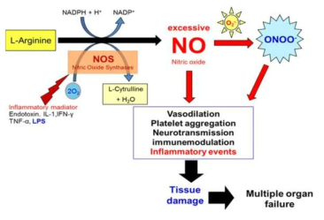염증 반응에서 NO의 역할