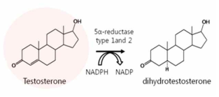 5α-reductase reaction