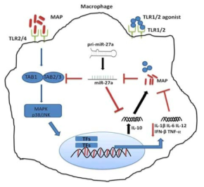 MAP – mediated signaling pathway