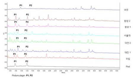신갈나무의 원료표준화 - HPLC chromatogram