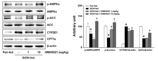 HIMH0021의 지질 생성관련 단백을 조절하는 AMPK 신호 전달의 기전연구