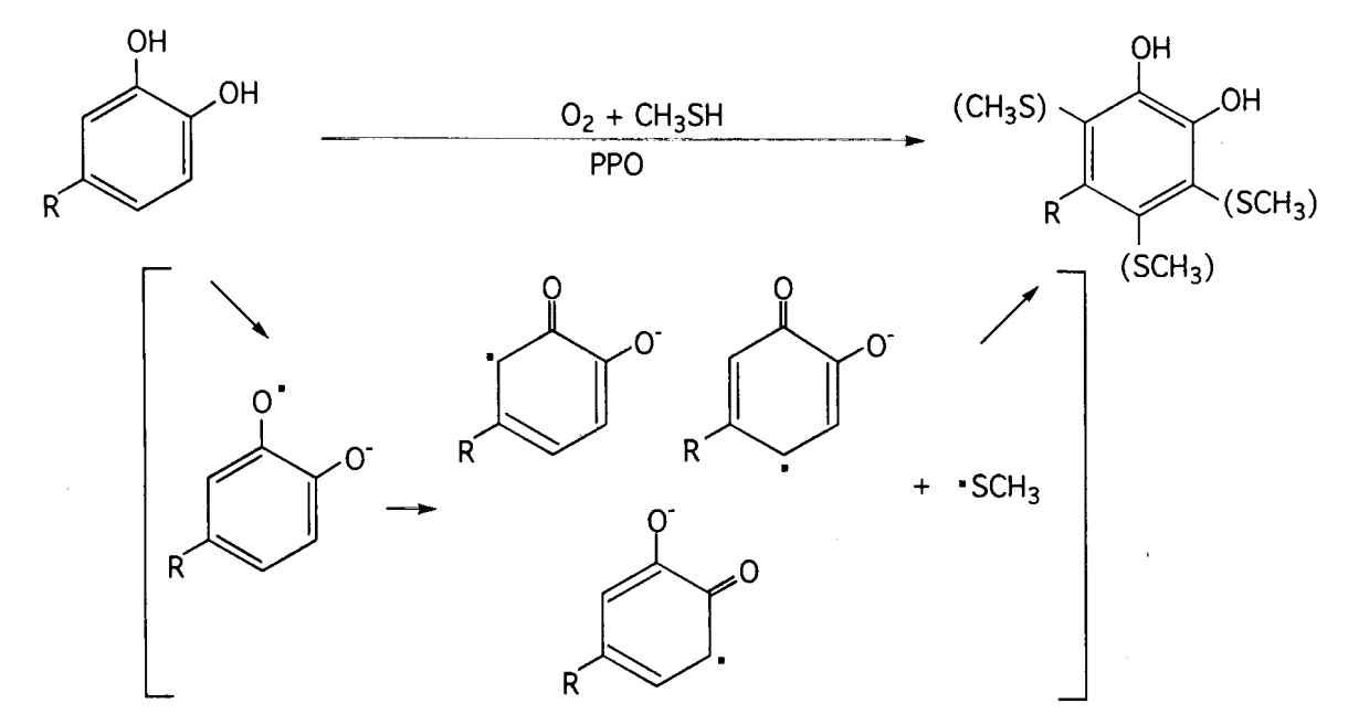 Catechol ring의 methyl mercaptan 탈취 메카니즘, Negishi (2004)