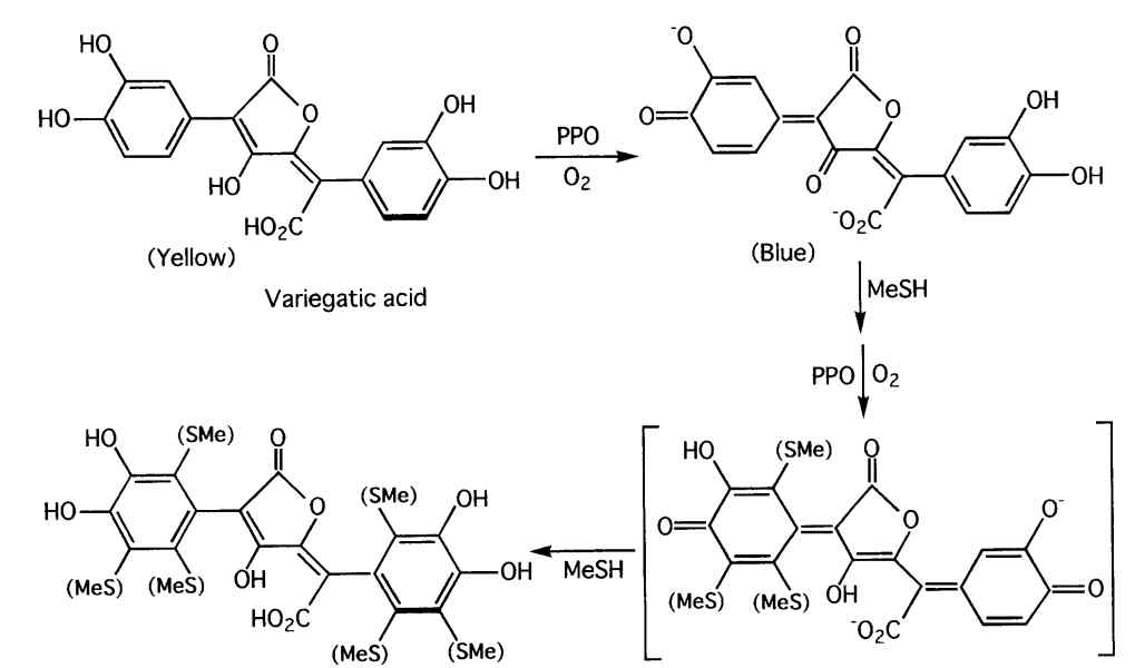 Variegatic acid의 methyl mercaptan 탈취 메카니즘, Negishi (2002)