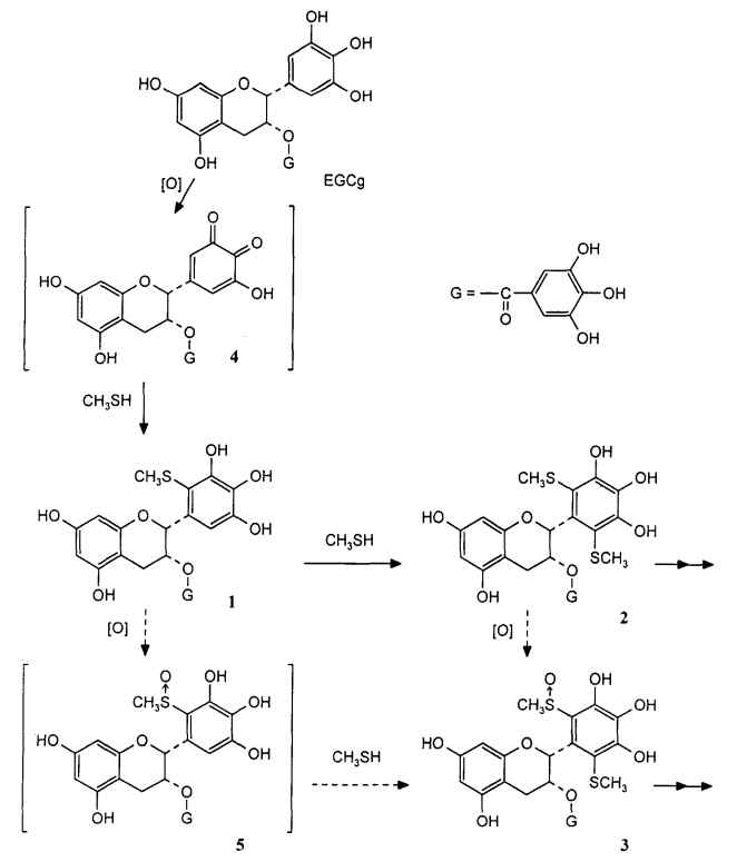 Epigallocatechin gallate의 sulfur-capturing 작용 부위 모식도, Yasuda (1995)