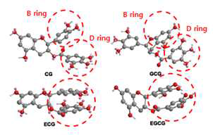 카테킨 화합물에서 non-epistructured 화합물과 epistructured 화합물의 3D 구조 차이