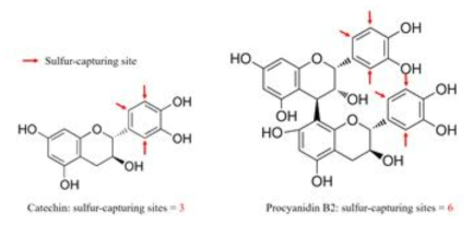 폴리페놀 화합물 종류에 따른 sulfur-capturing sites의 개수