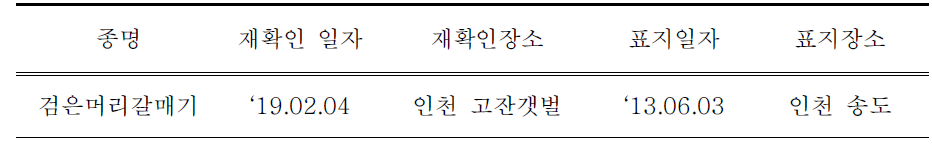 국내에서 재관찰된 국내 부착 검은머리갈매기 컬러플랙