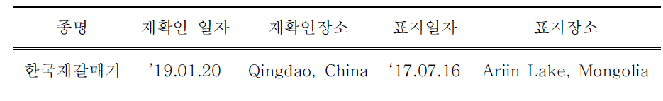 국외에서 재관찰된 국내 부착 한국재갈매기 유색가락지