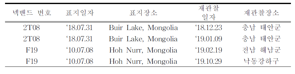 국내에서 재관찰된 국외 부착 큰고니 넥밴드