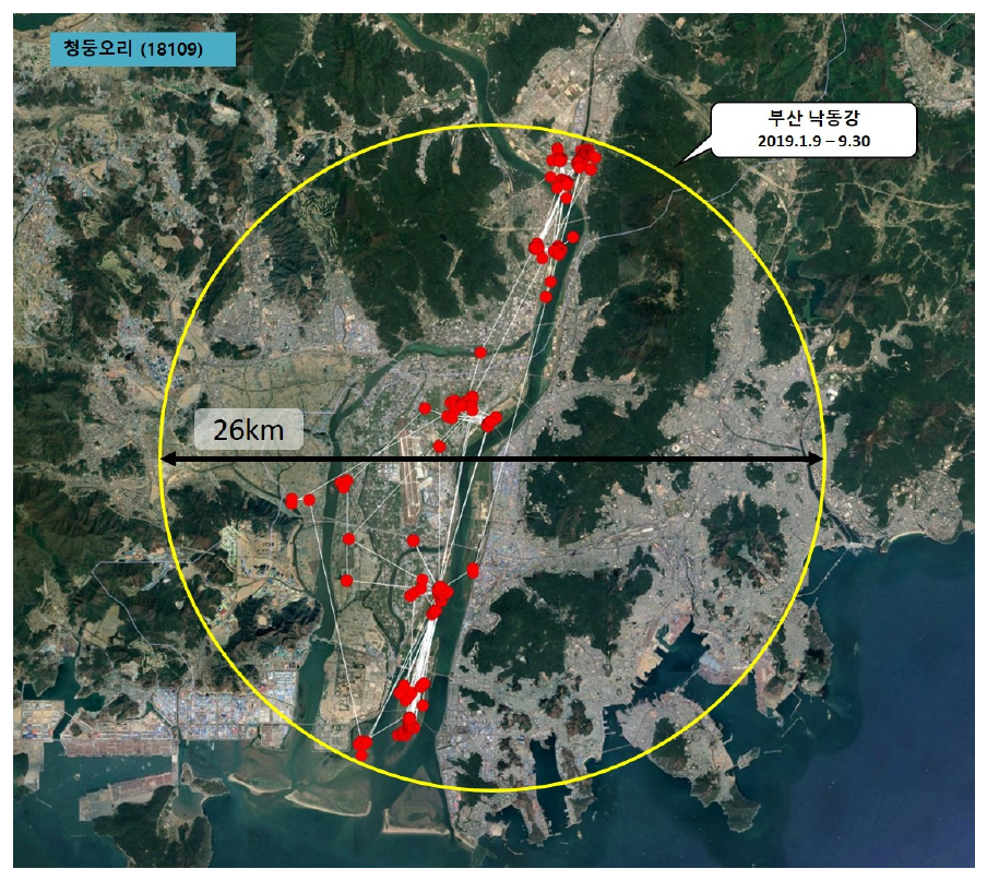 청둥오리(ID 18109)의 이동경로(′19.1.9 - ′19.9.30)