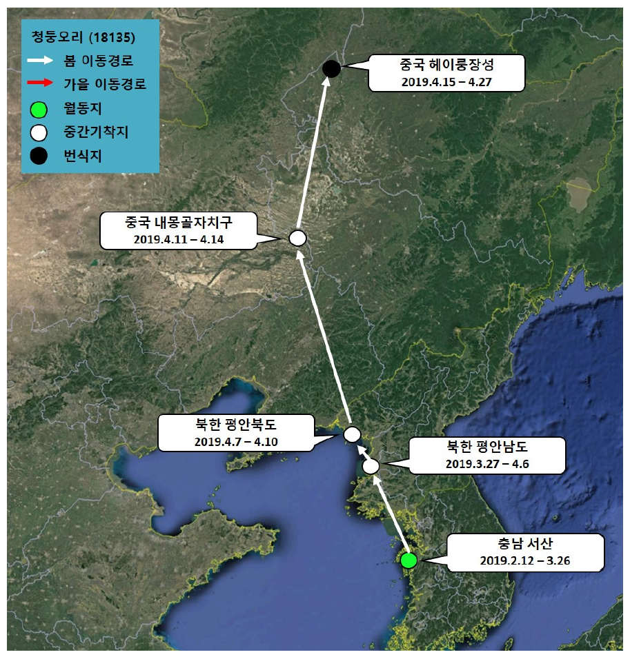 청둥오리(ID 18135)의 이동경로(‘19.2.12 - ‘19.4.27)