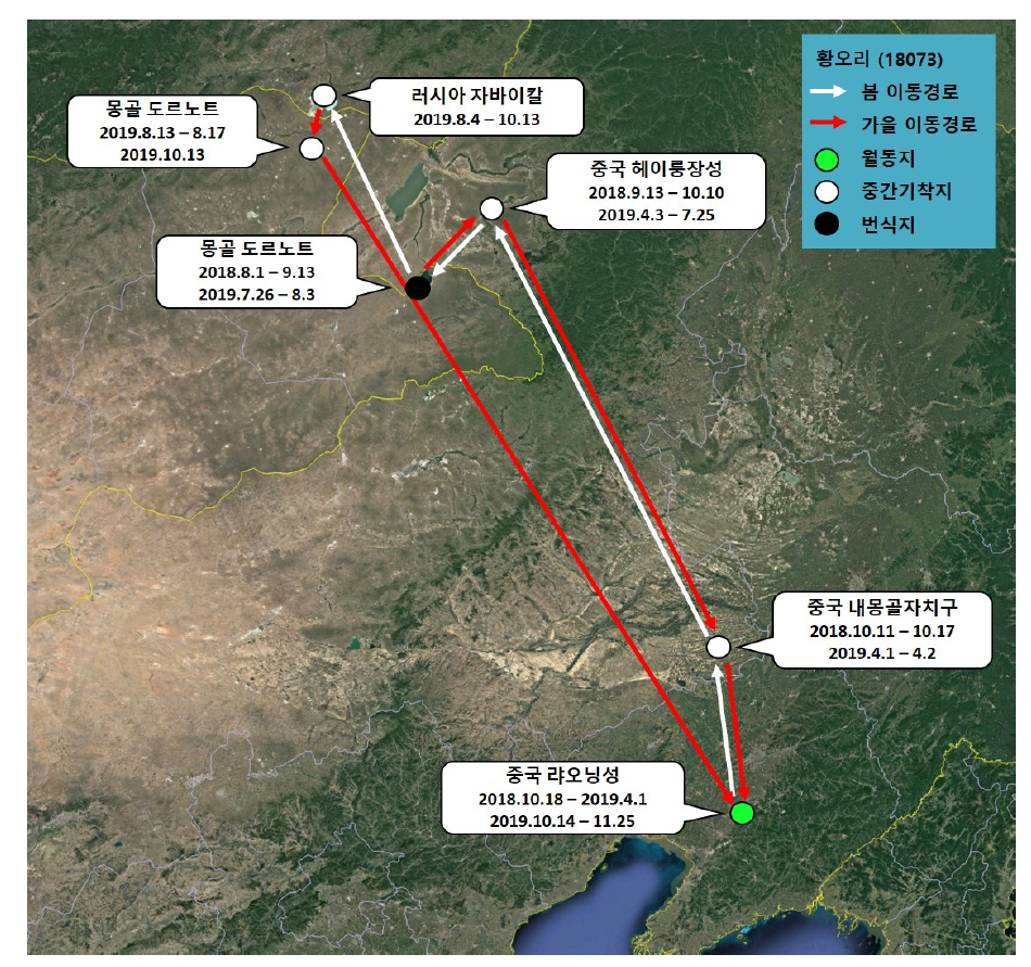 황오리(ID 18073)의 이동경로(‘18.8.1 - ’19.11.25)