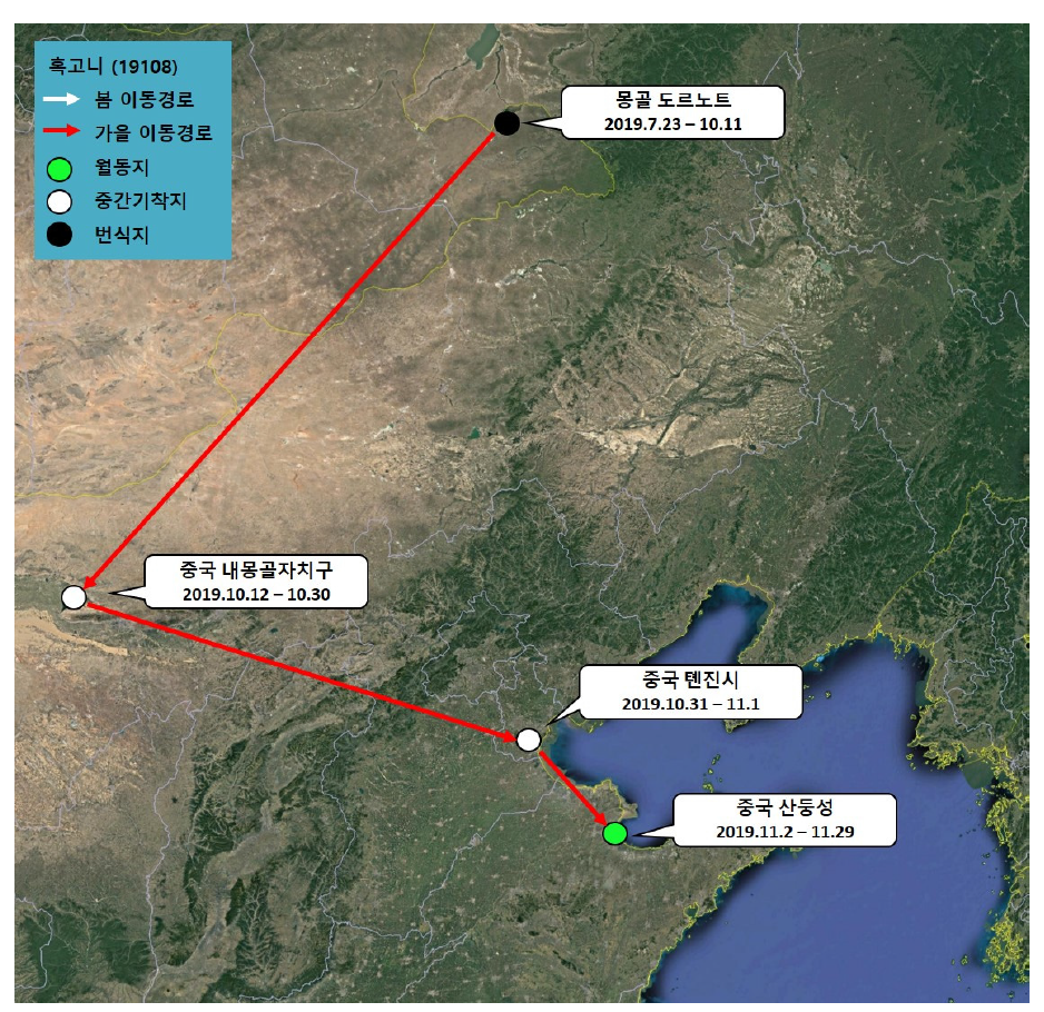 혹고니(ID 19108)의 이동경로(‘19.7.23 - ’19.11.29)