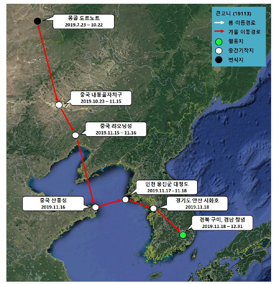 큰고니(ID 19113)의 이동경로(‘19.7.23 - ’19.12.31)