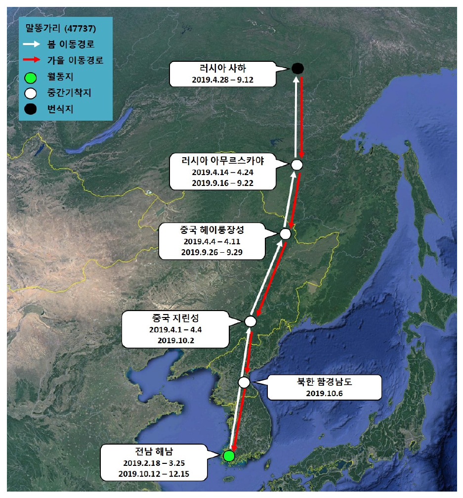 말똥가리(ID 47737)의 이동경로(‘19.2.18 - ’19.12.15)