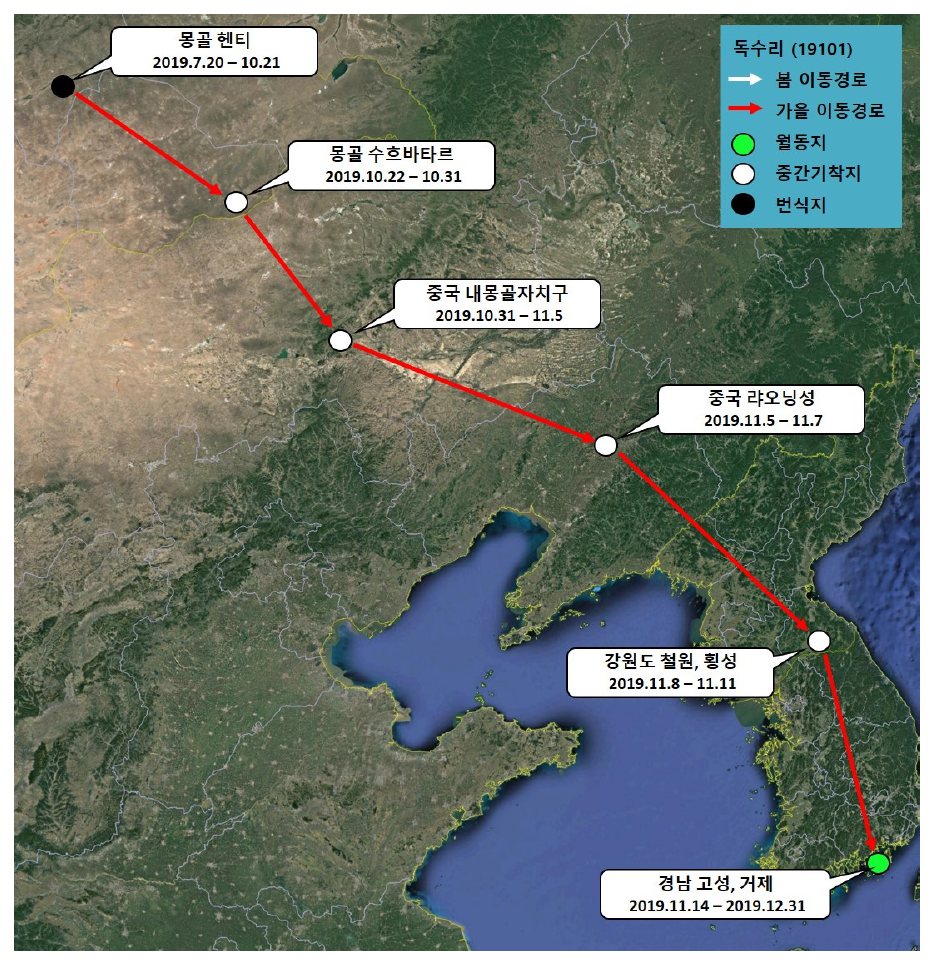 독수리(ID 19101)의 이동경로(‘19.7.20 - ‘19.12.31)