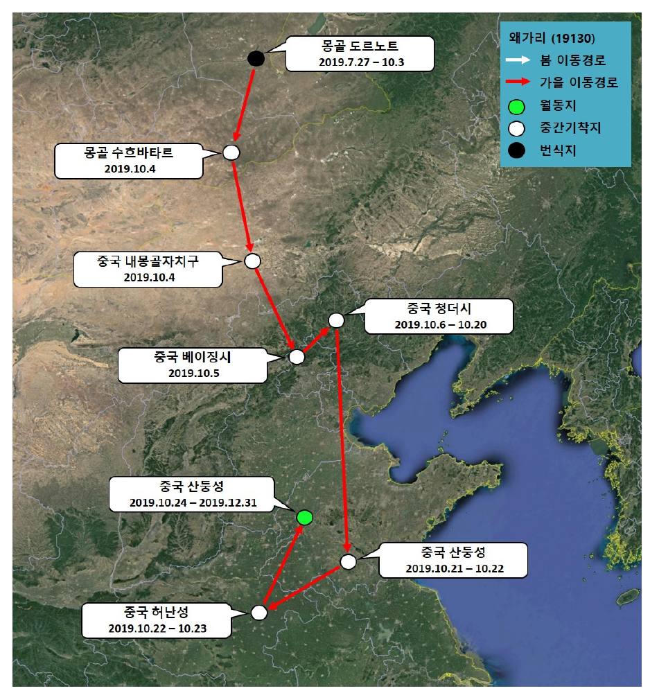 왜가리(ID 19130)의 이동경로(‘19.7.27 - ‘19.12.31)