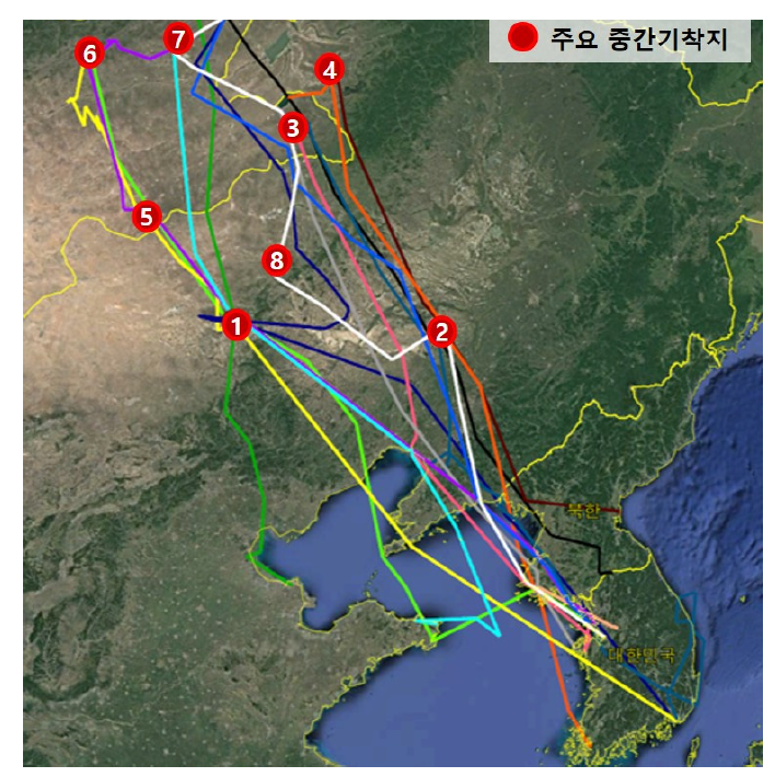 큰고니 개체별 가을 이동경로와 주요 중간기착지