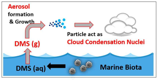 해양생물 기원 DMS 발생과 그에 따른 대기 에어로졸 입자 형성 및 구름응 결핵 성장 과정 모식도