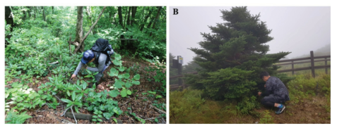 A) 울릉도 및 B) 지리산 자생 식물 근권토양 시료 채집