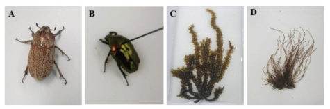 균류 확보를 위해 채집한 곤충 및 해조류 시료 모습 A: 왕풍뎅이, B: 만주점박이꽃무지, C: 지충이, D: 고리매