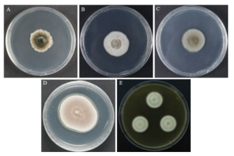 하등균류 신종의 배양체 형태. A: Boeremia sp., B: Didymocrea sp., C: Nigrograna sp., D: Saccharomycopsis sp., E: Talaromyces sp