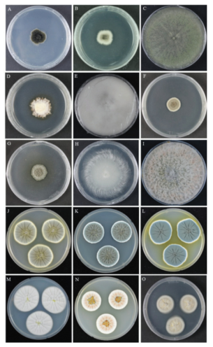 A: 미기록종 균류의 배양체 형태. Dothidea insculpta, B: Cephalotrichum hinnuleum (Syn. Doratomyces stemonitis), C: Trichoderma ivoriense, D: Metarhizium rileyi, E: Mortierella chlamydospora, F: Plenodomus collinsoniae, G: Plenodomus sinensis, H: Galactomyces pseudocandidus, I: Biscogniauxia petrensis, J: Penicillium cairnsense, K: Penicillium halotolerans, L: Penicillium kananaskense, M: Penicillium ortum, N: Penicillium radiatolobatum, O: Chaetomium homopilatum