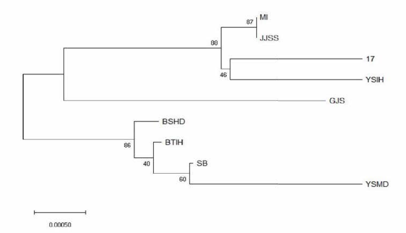 Saccharomyces cerevisiae 9주의 phylogenetic tree