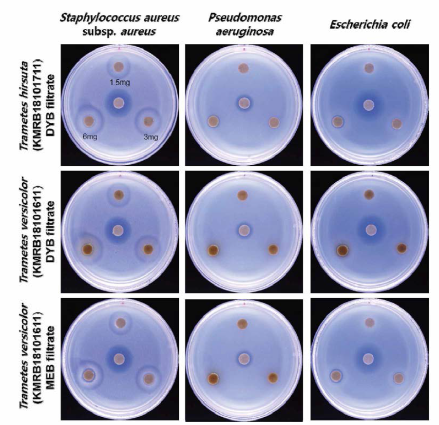 2차 항균 활성 스크리닝 결과 (시료는 12시 위치부터 시계 방향으로 1.5 mg, 3 mg, 6 mg 처리，대조군은 200 ng Meropenem 으로 중앙에 위치)