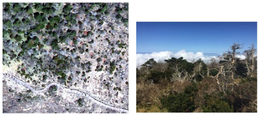 고도 1,500m에 분포하는 구상나무 (GPS 데이터수집 및 사진 촬영 : 2019년 10월 19일)