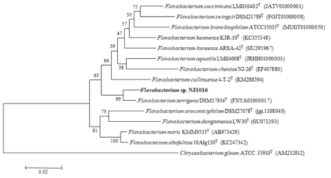NJ1016 균주의 MEGA6 프로그램을 이용한 계통수