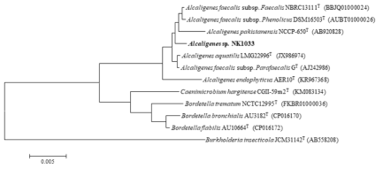 NK1033 균주의 MEGA6 프로그램을 이용한 계통수