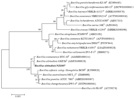 NJ1007 균주의 MEGA6 프로그램을 이용한 계통수
