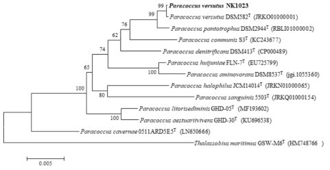 NK1023 균주의 MEGA6 프로그램을 이용한 계통수