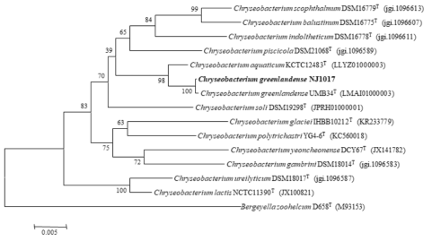 NJ1017 균주의 MEGA6 프로그램을 이용한 계통수