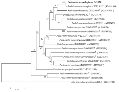 NJ1020 균주의 MEGA6 프로그램을 이용한 계통수