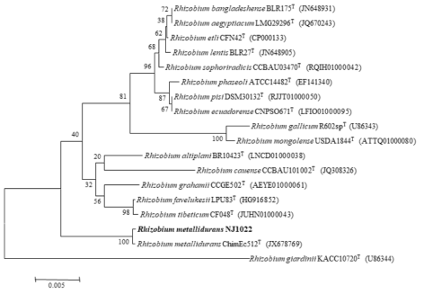 NJ1022 균주의 MEGA6 프로그램을 이용한 계통수