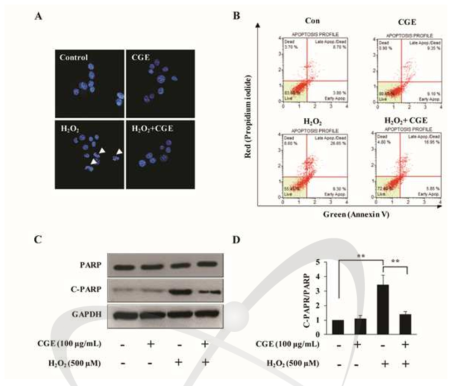 NIH-3T3세포에서 CGE가 H2O2 유도 세포사멸에 미치는 영향
