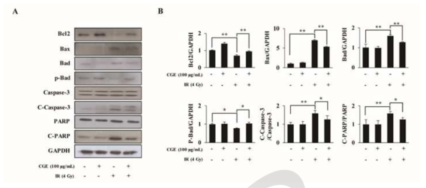 방사선이 조사된 NIH-3T3세포에서 CGE가 내인성 apoptosis 경로에 미치는 영향